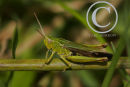 Common Field Grasshopper.